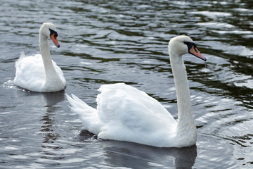 Two white swans heart water scene