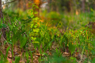 Background. Forest flowers in the form of bells
