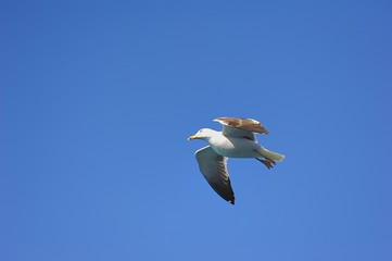 Soaring Seagull searching for food