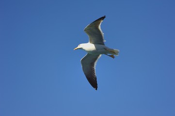 Soaring Seagull searching for food