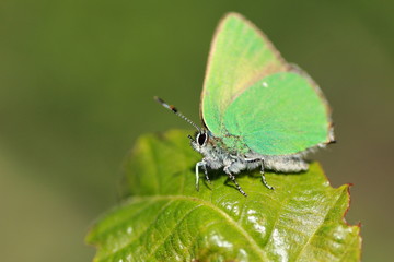 Thècle de la ronce ou argus vert