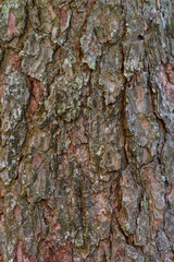 Background. Pine tree bark