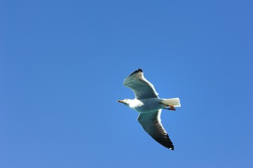 Soaring Seagull searching for food