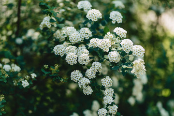 wedding bouquet and wedding decoration, flowers and wedding floral arrangements