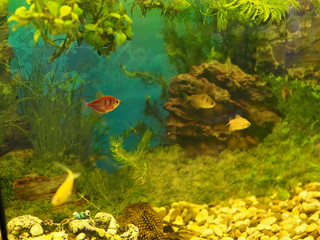 Fototapeta na wymiar aquarium colourfull fishes in dark deep blue water