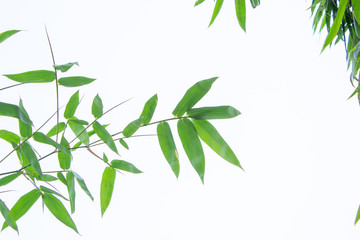 bamboo background with green leaves