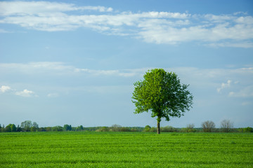 Fototapeta na wymiar Green field and tree on the horizon