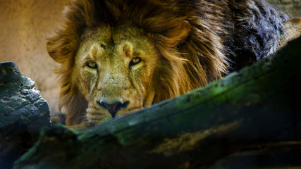Lion Head Looking at Camera
