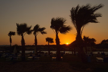 Sunset on the beach with sun loungers and palm trees