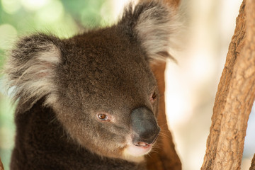 Cute Australian Koala resting during the day.