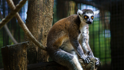 Lemur Sitting at Branch Zoo