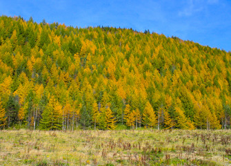 autumn yellow forest