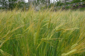 Barley field in a city, front focus view on a rainy day
