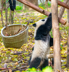  A cute little panda is climbing a tree trunk