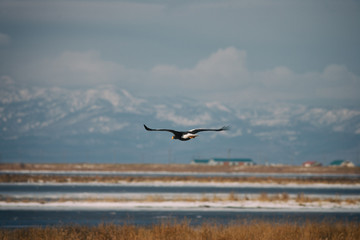 Fototapeta na wymiar white tailed eagle flying around in Hokkaido Japan