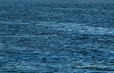 Fototapeta premium man swimming in the waves