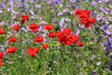 Red poppies blooming in the meadow in the spring. Tyulenovo, Bulgaria.