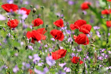 Red poppies blooming in the meadow in the spring. Tyulenovo, Bulgaria.