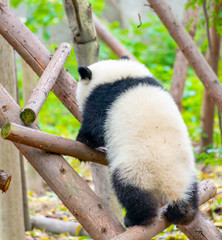  A cute little panda is climbing a tree trunk