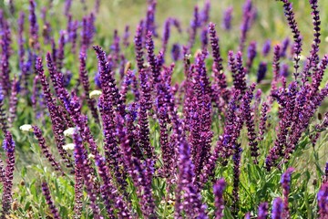 Purple flowers Ajuga spring in the meadow