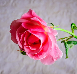 Macro rose with leaf 1