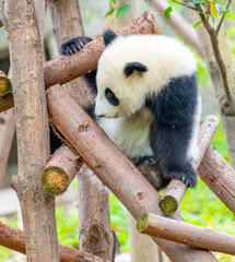  A cute little panda is climbing a tree trunk