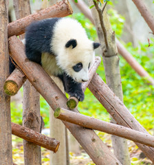 Obraz premium A cute little panda is climbing a tree trunk