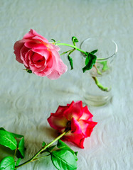Macro roses with leaf 1