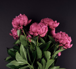 bunch of red peonies with green leaves on a black background