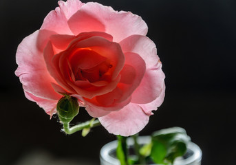 Fototapeta premium Macro rose with leaf 1