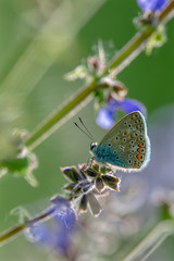 Kleiner Schmetterling Hauhechel-Bläuling auf einer Blütenknospe in der Wiese