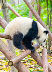 Obraz premium A cute little panda is climbing a tree trunk