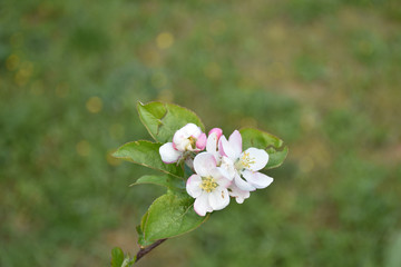 top view of an apple blossom with the green lawn background