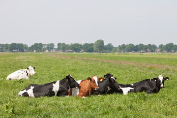 spotted cows recline in green grass of meadow