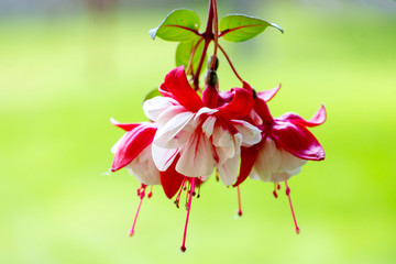 Fuchsia flower, photographed close up.