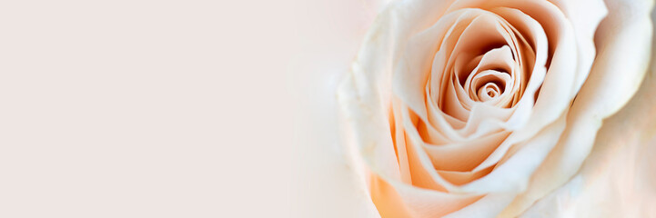 Close up view of a beautiful white rose with pastel pink tint. Macro image of white rose. Fresh beautiful flower as expression of love and respect for postcard, wallpaper. Horizontal banner copy space
