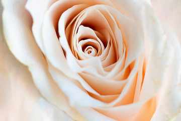 Close up view of a beautiful white rose with pastel pink tint. Macro image of white rose. Fresh beautiful flower as expression of love and respect for postcard and wallpaper. Horizontal.