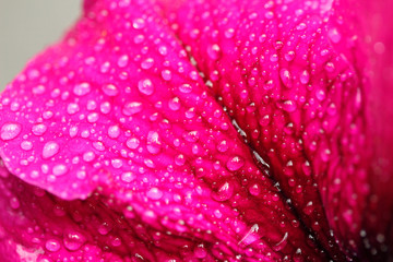 Droplets on petunia flower.