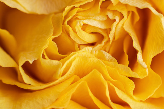 Close up view of a beautiful bright yellow rose with abstract curves of petals. Macro image. Fresh beautiful flower as expression of love and respect for postcard and wallpaper. Horizontal.