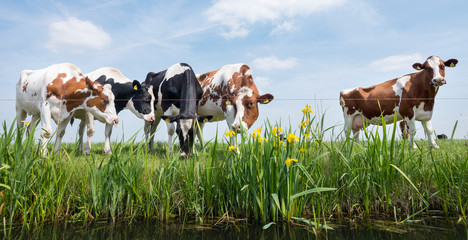spotted red and black cows stand in green grassy meadow with yellow flowers under blue sky in holland