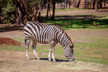 Fototapeta na wymiar Black And White Stripes Of The Beautiful Zebra