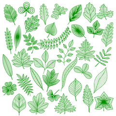 Set of green leaf. Vector illustration. EPS 10.