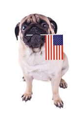 Portrait of a pug dog with flag of USA in the mouth.