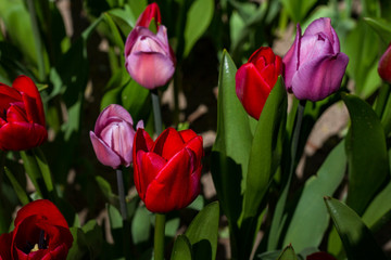 Obraz premium flower bed with large bright multicolored tulips lit by the sun