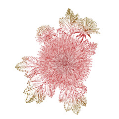 Flower Chrysanthemum isolated on white background. Vector illustration, EPS 10.