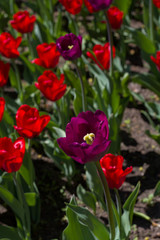 flower bed with large bright multicolored tulips lit by the sun