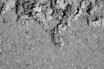 Monochrome asphalt with dry leaves on top