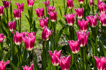 meadow with bright multicolored tulips lit by the spring sunshine