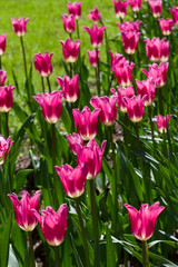 flower bed with large bright multicolored tulips lit by the sun