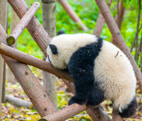 Obraz premium A cute little panda is climbing a tree trunk